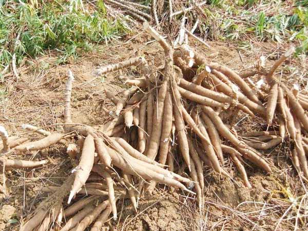 Cassava production in Myanmar.jpg